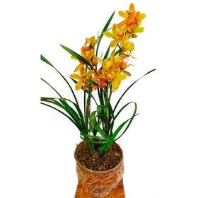 Orquídea simbidium no arranjo rústico