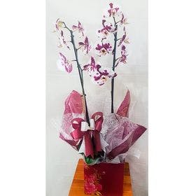 Orquídea phaleanopsis roxa