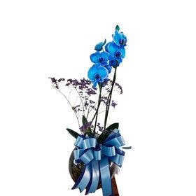 Orquídea Azul no Aquário
